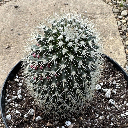 Mammillaria spinosissima f. rubrispina - 6 Inch Assorted - Succulent - DesertScapeSucculent
