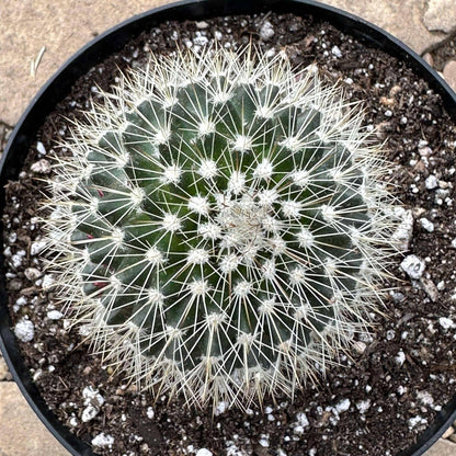 DesertScapeSucculent Succulent 6" Assorted Mammillaria spinosissima f. rubrispina