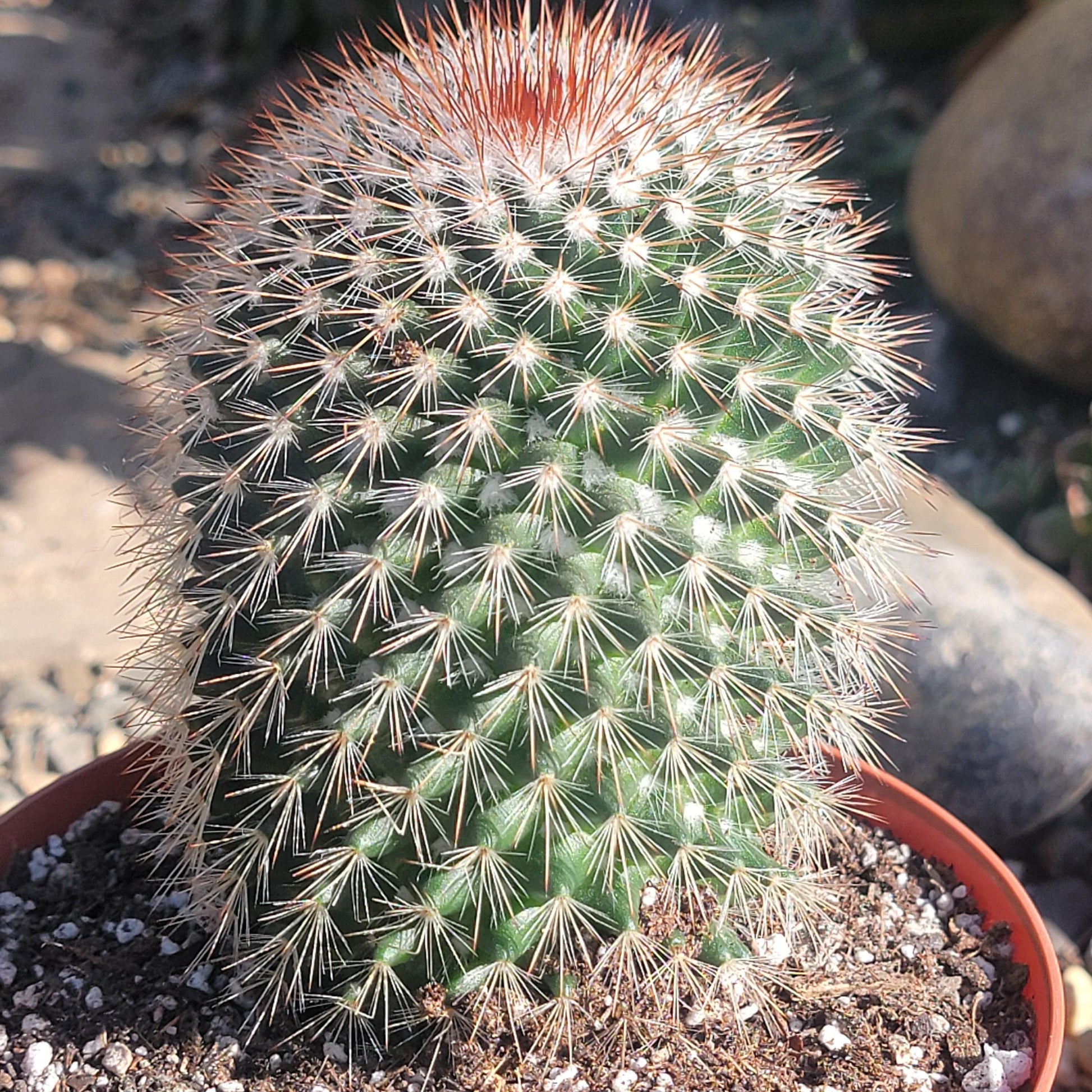 DesertScapeSucculent Succulent 6" Assorted Mammillaria spinosissima 'Red-Headed Irishman'