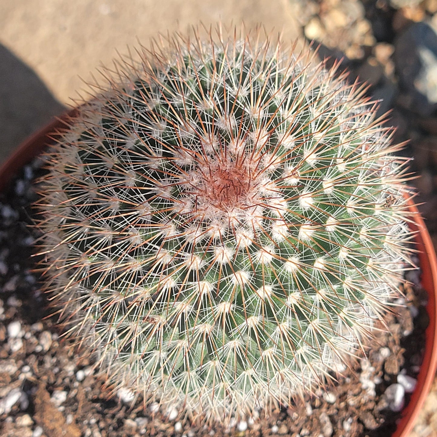 DesertScapeSucculent Succulent 6" Assorted Mammillaria spinosissima 'Red-Headed Irishman'