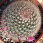 Mammillaria spinosissima 'Red-Headed Irishman' - 6 Inch Assorted - Succulent - DesertScapeSucculent