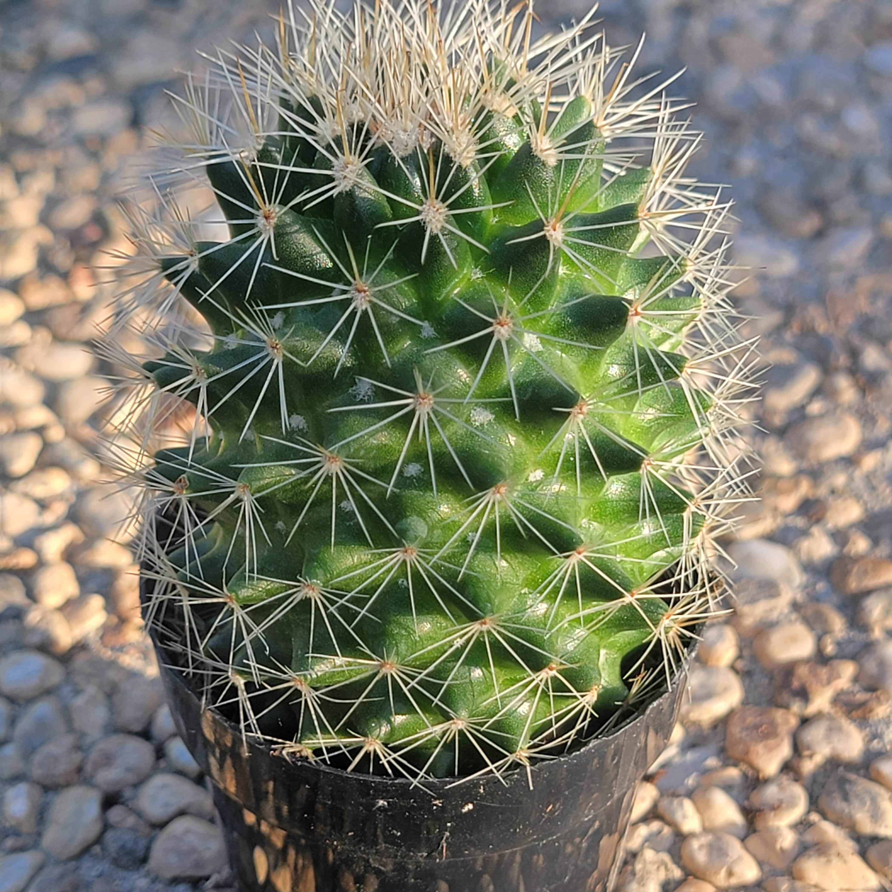 Mammillaria spinosissima rubrispina – DesertScapeSucculent