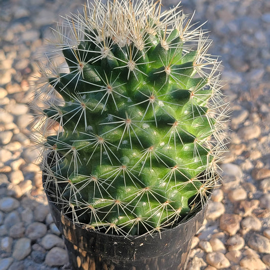 Mammillaria spinosissima rubrispina