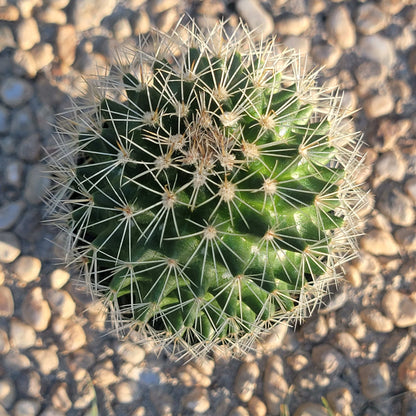 Mammillaria spinosissima rubrispina