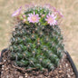 Mammillaria Spinosissima 'Spiny Pincushion Cactus' - Single 4 Inch A - Succulent - DesertScapeSucculent