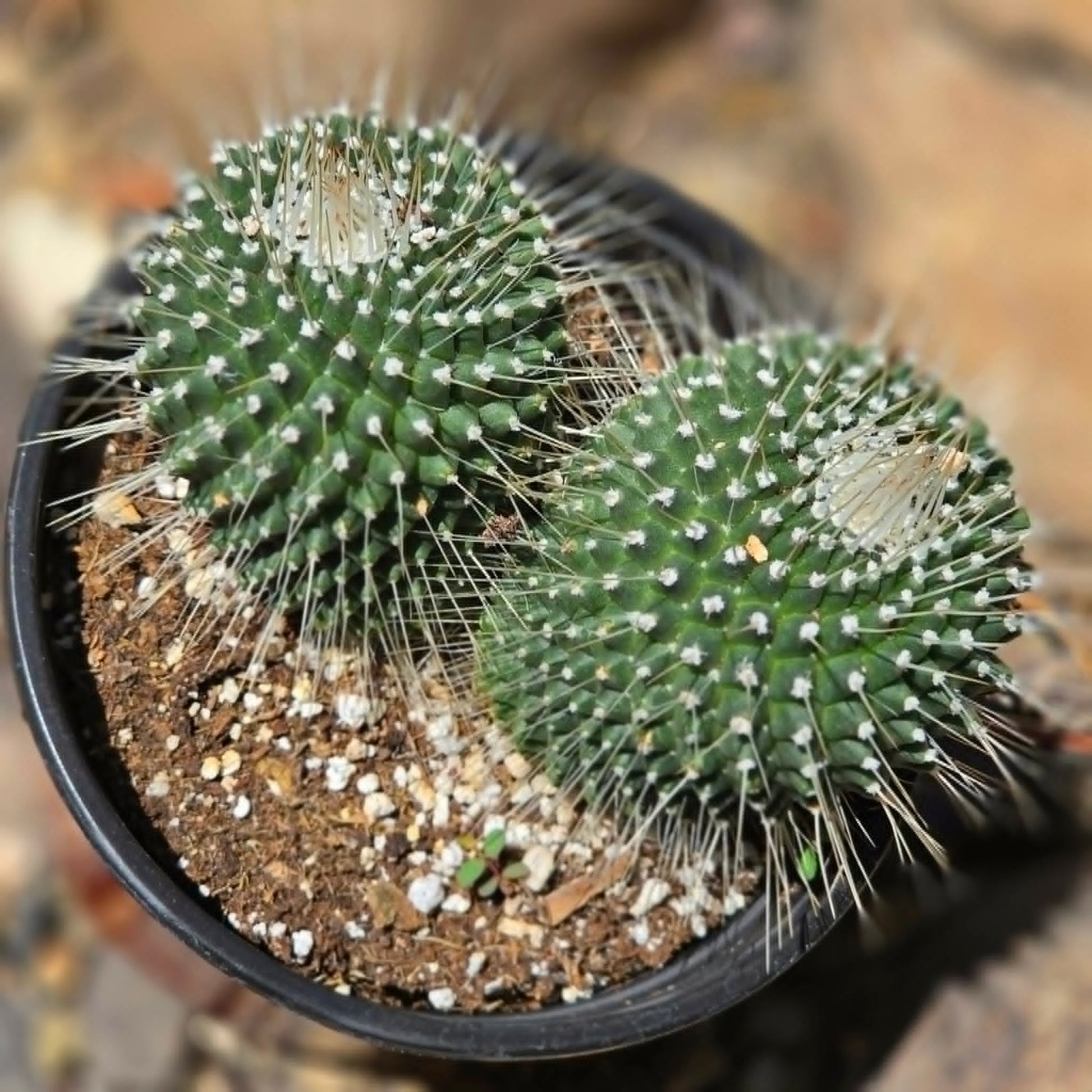 DesertScapeSucculent Succulent Mammillaria spinosissima 'Un Pico'