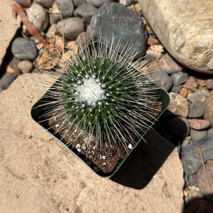 DesertScapeSucculent Succulent 4 Inch Mammillaria spinosissima 'Un Pico'