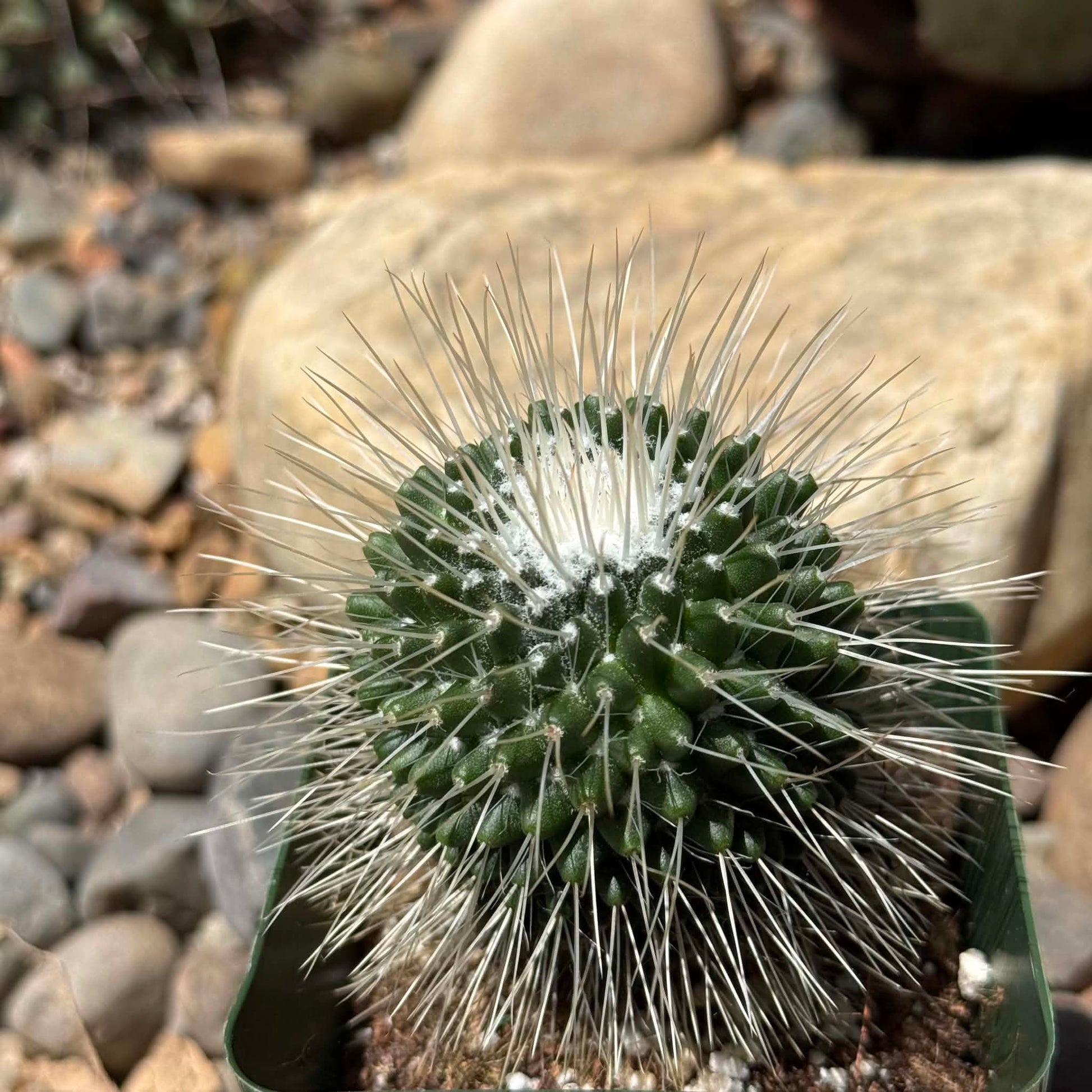 DesertScapeSucculent Succulent 4 Inch Mammillaria spinosissima 'Un Pico'
