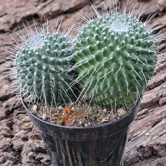 Mammillaria spinosissima 'Un Pico'