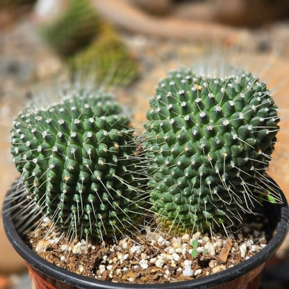 DesertScapeSucculent Succulent 6 Inch Mammillaria spinosissima 'Un Pico'