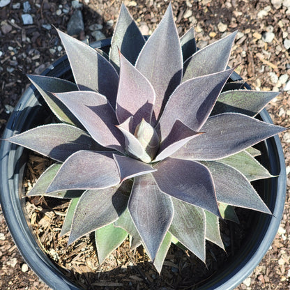 DesertScapeSucculent Succulent Mangave 'Lavender Lady'