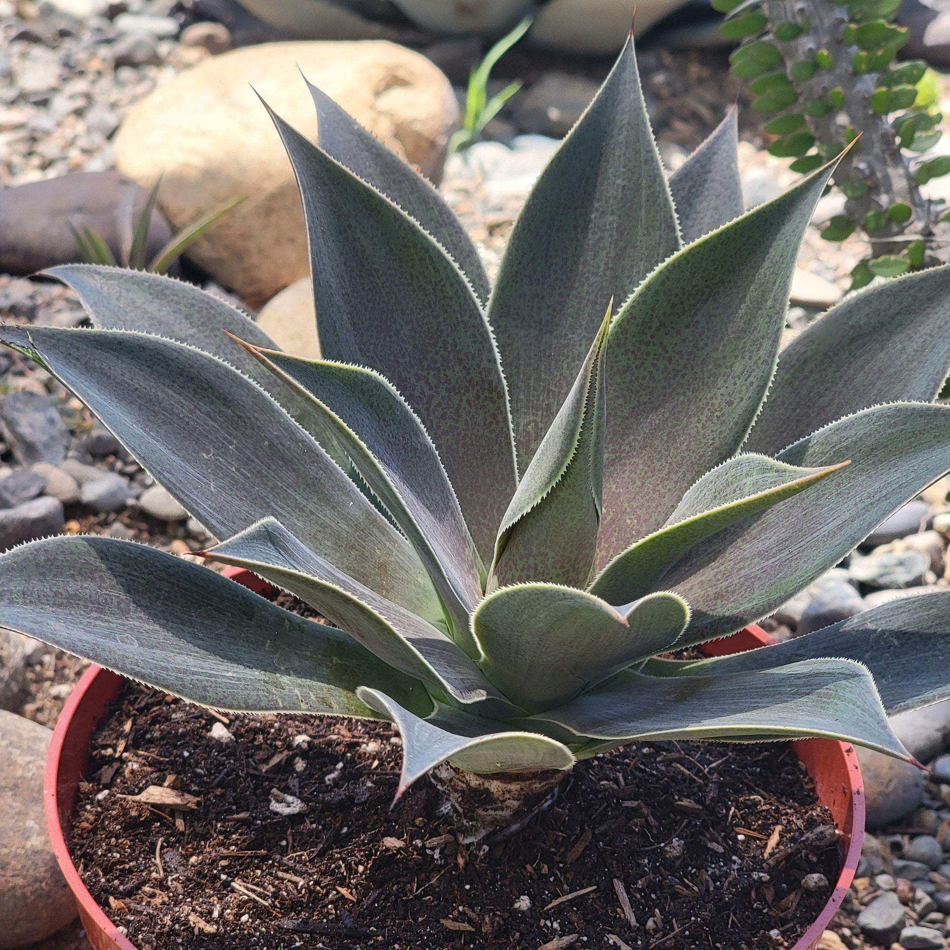lavender lady succulent Mangave 'Lavender Lady' – DesertScapeSucculent