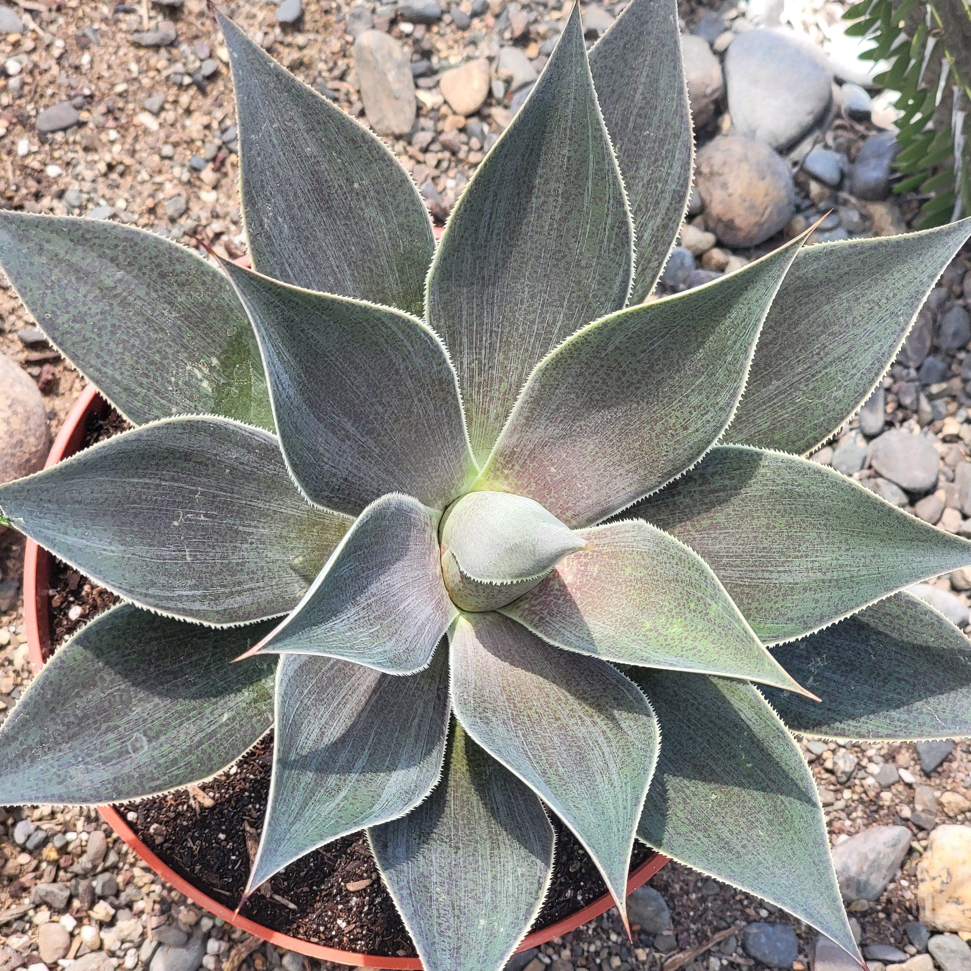 lavender lady succulent Mangave 'Lavender Lady' – DesertScapeSucculent