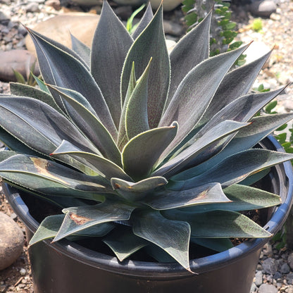 DesertScapeSucculent Succulent Mangave 'Lavender Lady'