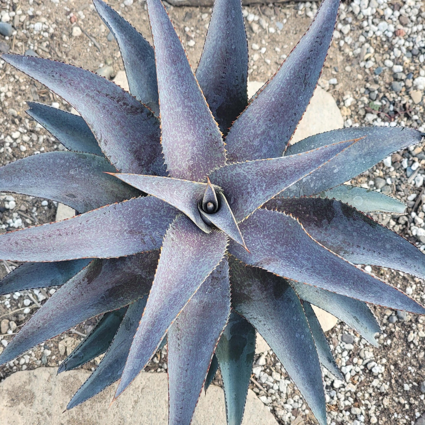 purple people eater succulent Mangave 'Purple People Eater' – DesertScapeSucculent