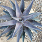 Mangave 'Purple People Eater' - 1 gal Assorted - Succulent - DesertScapeSucculent