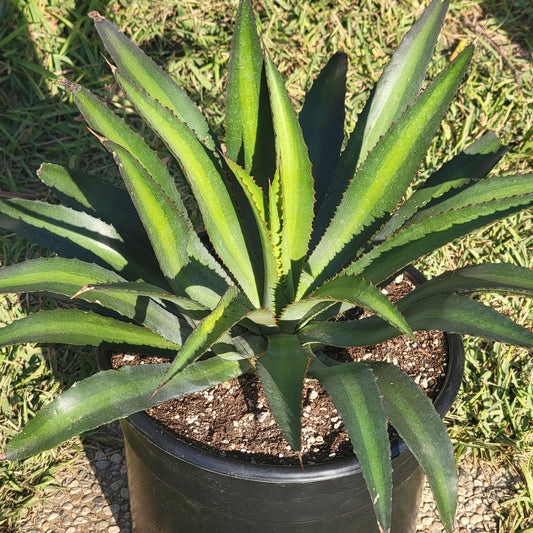 DesertScapeSucculent Succulent Mangave 'Racing Stripes'