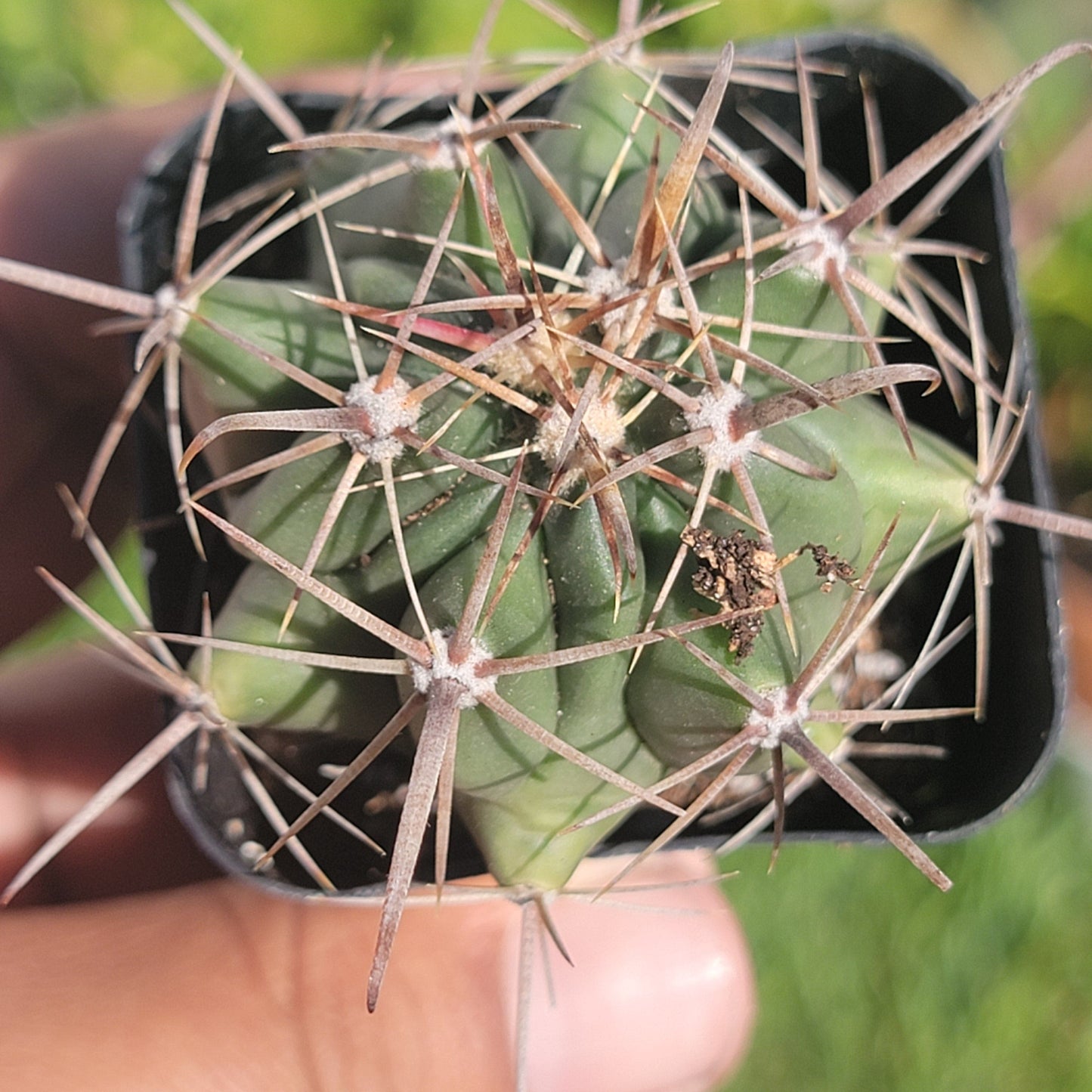 Melocactus neryi