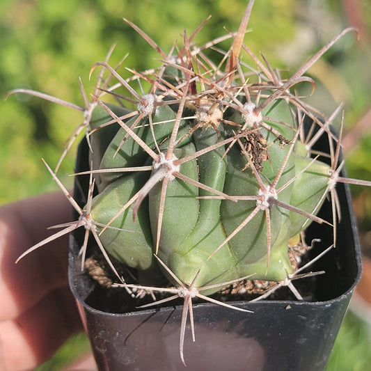 Melocactus neryi