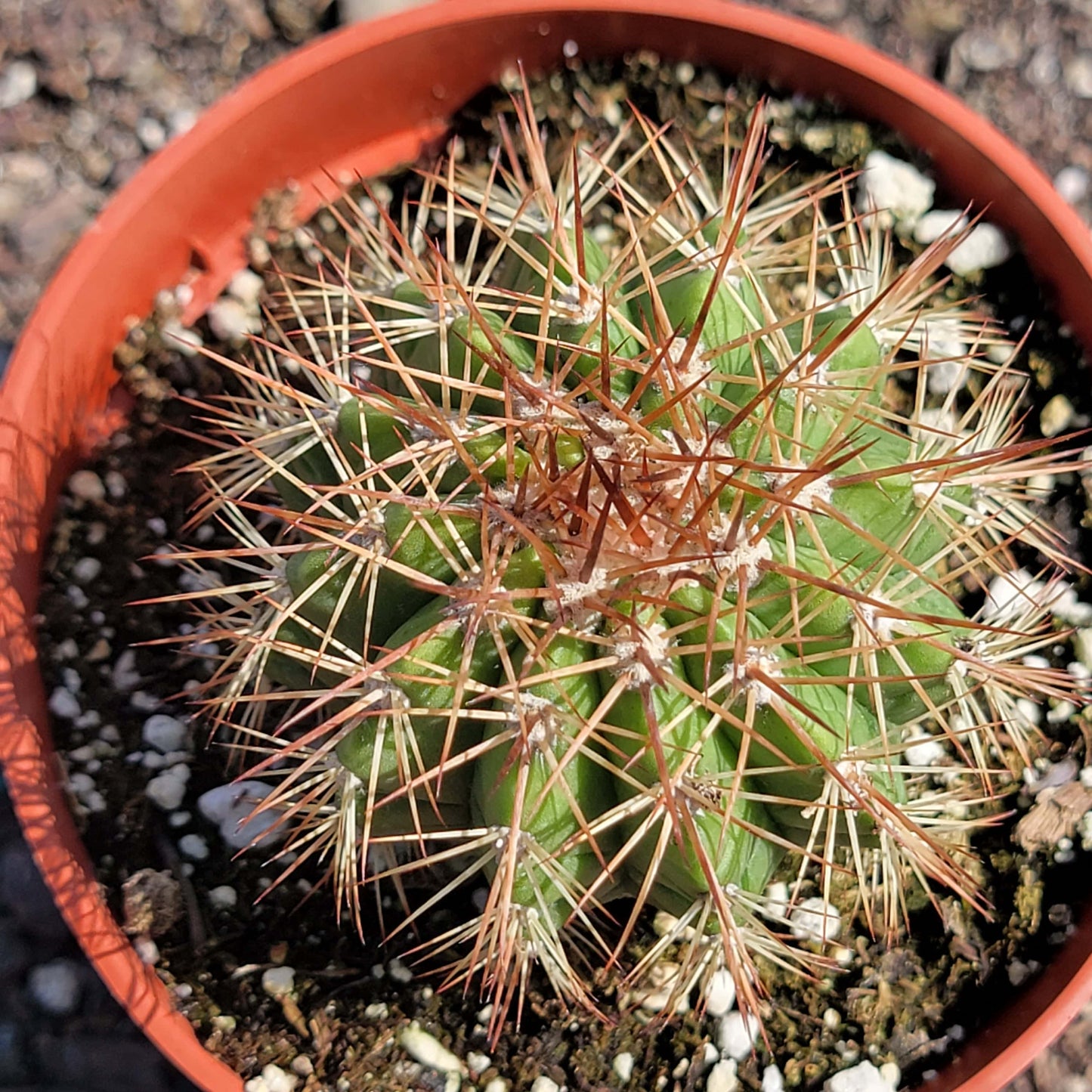 Melocactus oreas