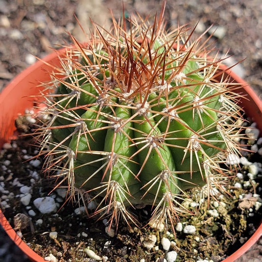 Melocactus orées