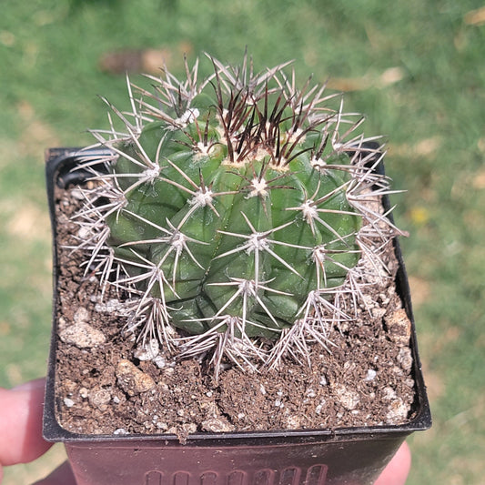 Melocactus Violaceus 'Turk's Cap'