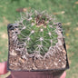 Melocactus Violaceus 'Turk's Cap' - Single 4A - Succulent - DesertScapeSucculent