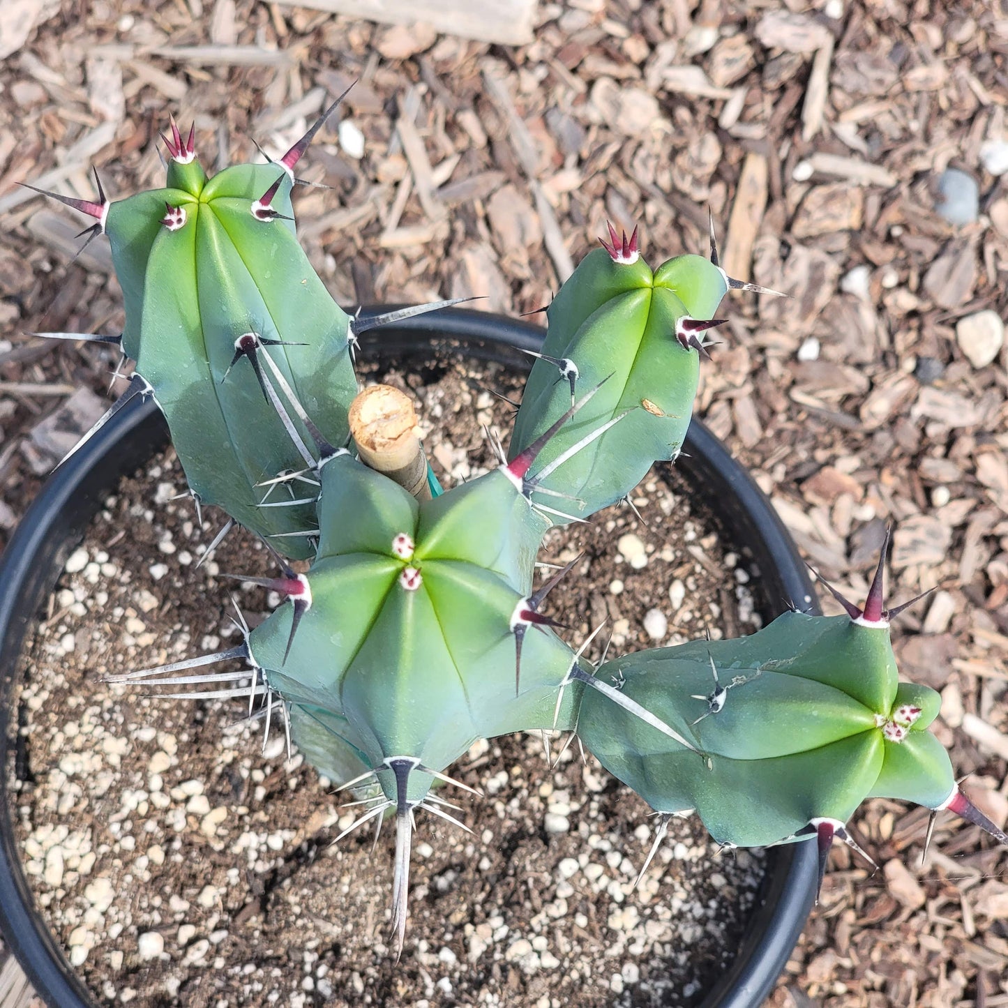 DesertScapeSucculent Cactus Myrtillocactus geometrizans 'Blue Candle'