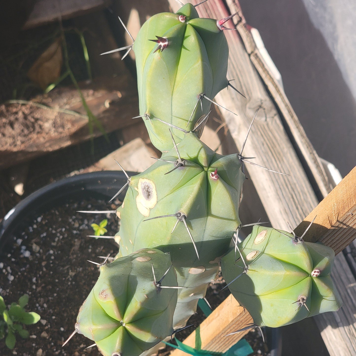 Myrtillocactus geometrizans 'Blue Candle'