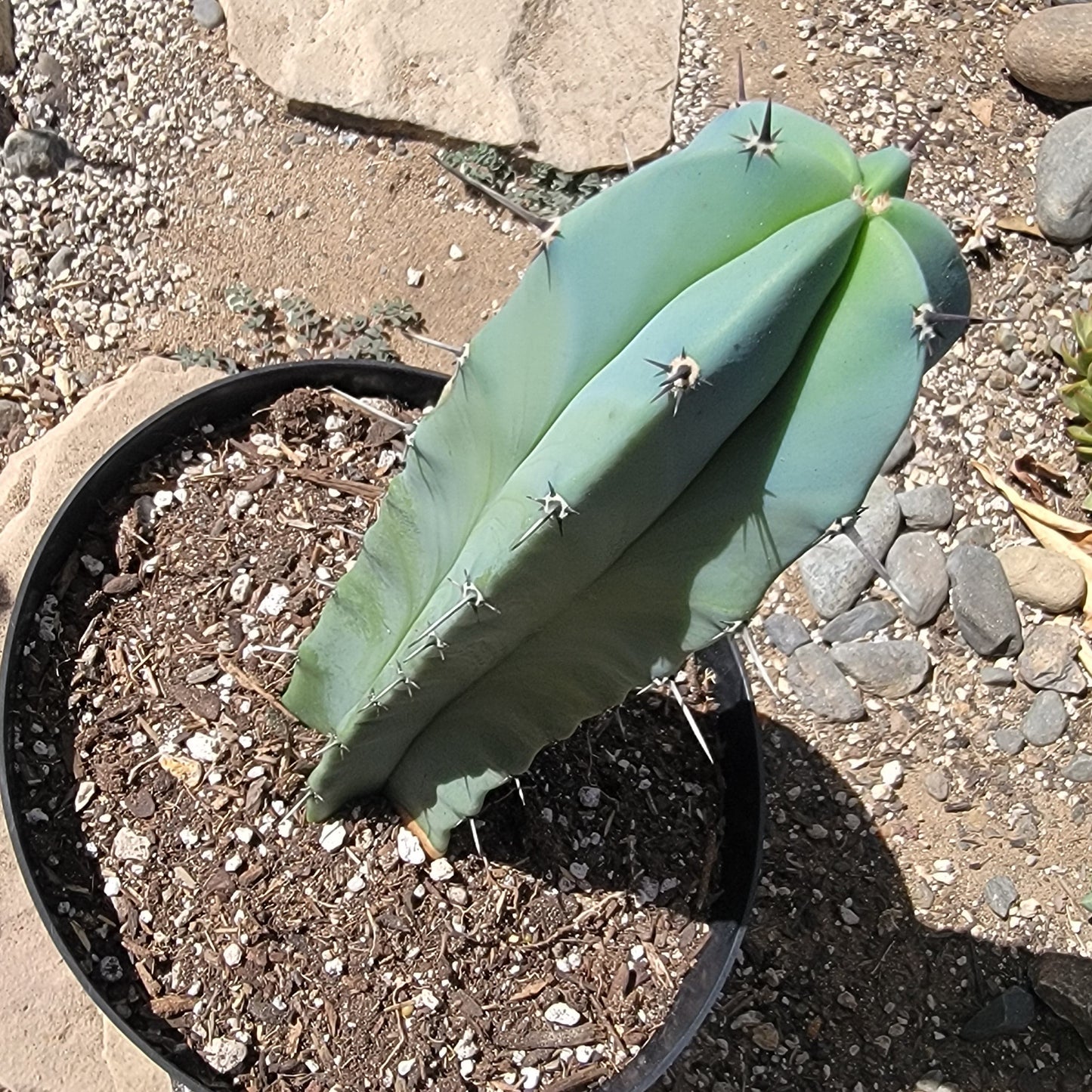 Myrtillocactus geometrizans 'Blue Candle'