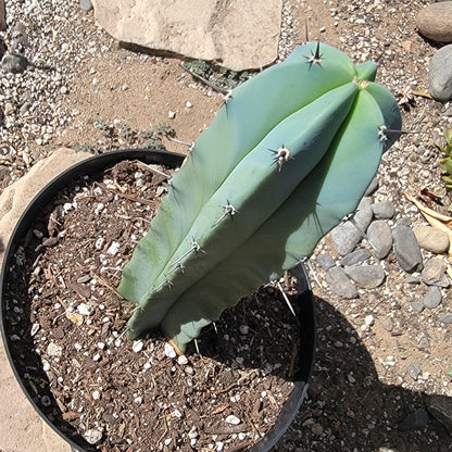 DesertScapeSucculent Cactus Myrtillocactus geometrizans 'Blue Candle'