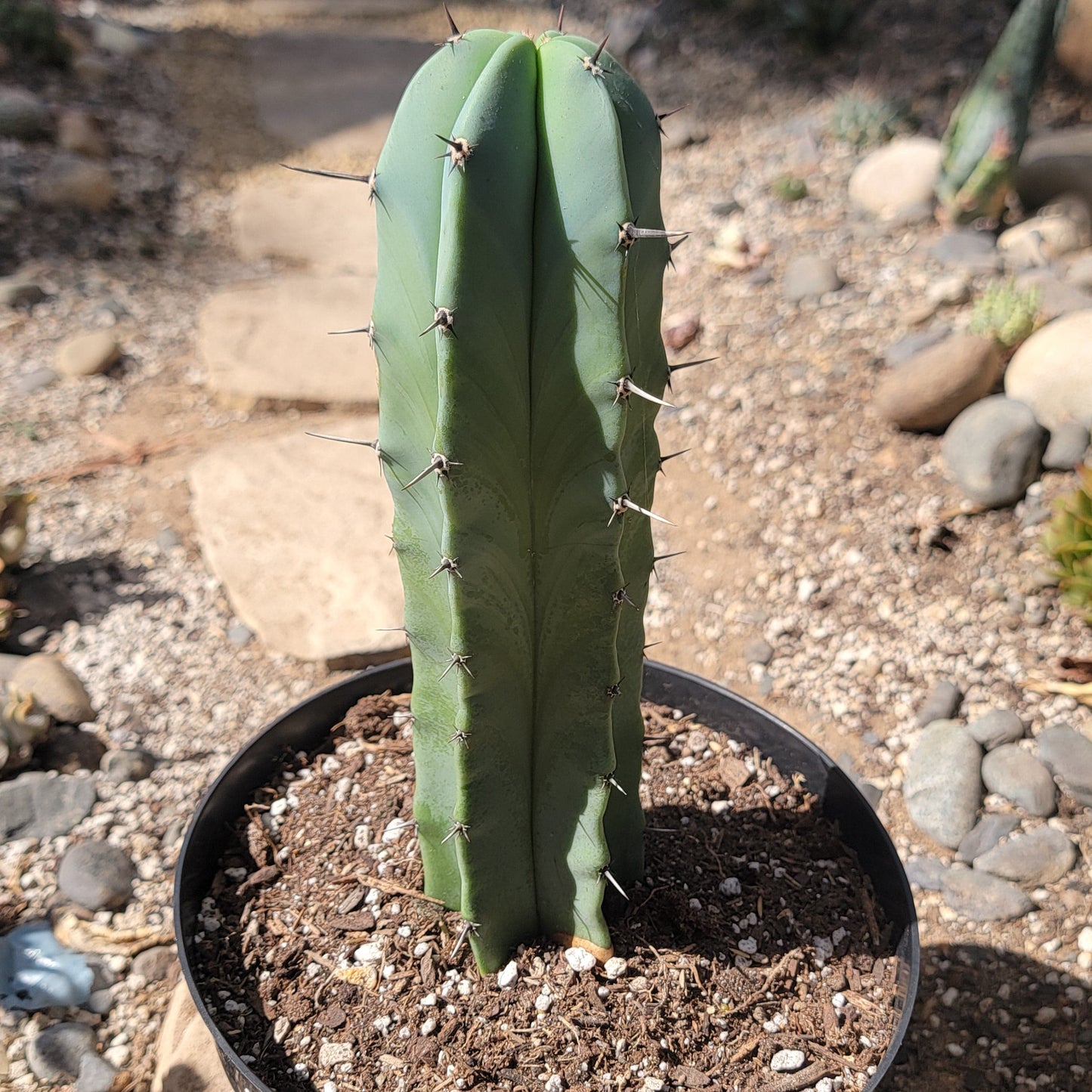 Myrtillocactus geometrizans 'Blue Candle'