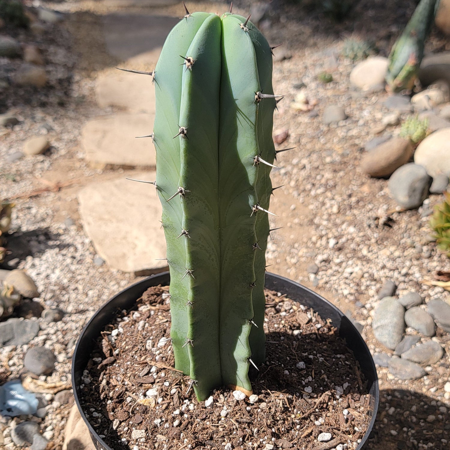 DesertScapeSucculent Cactus 8" Assorted Myrtillocactus geometrizans 'Blue Candle'