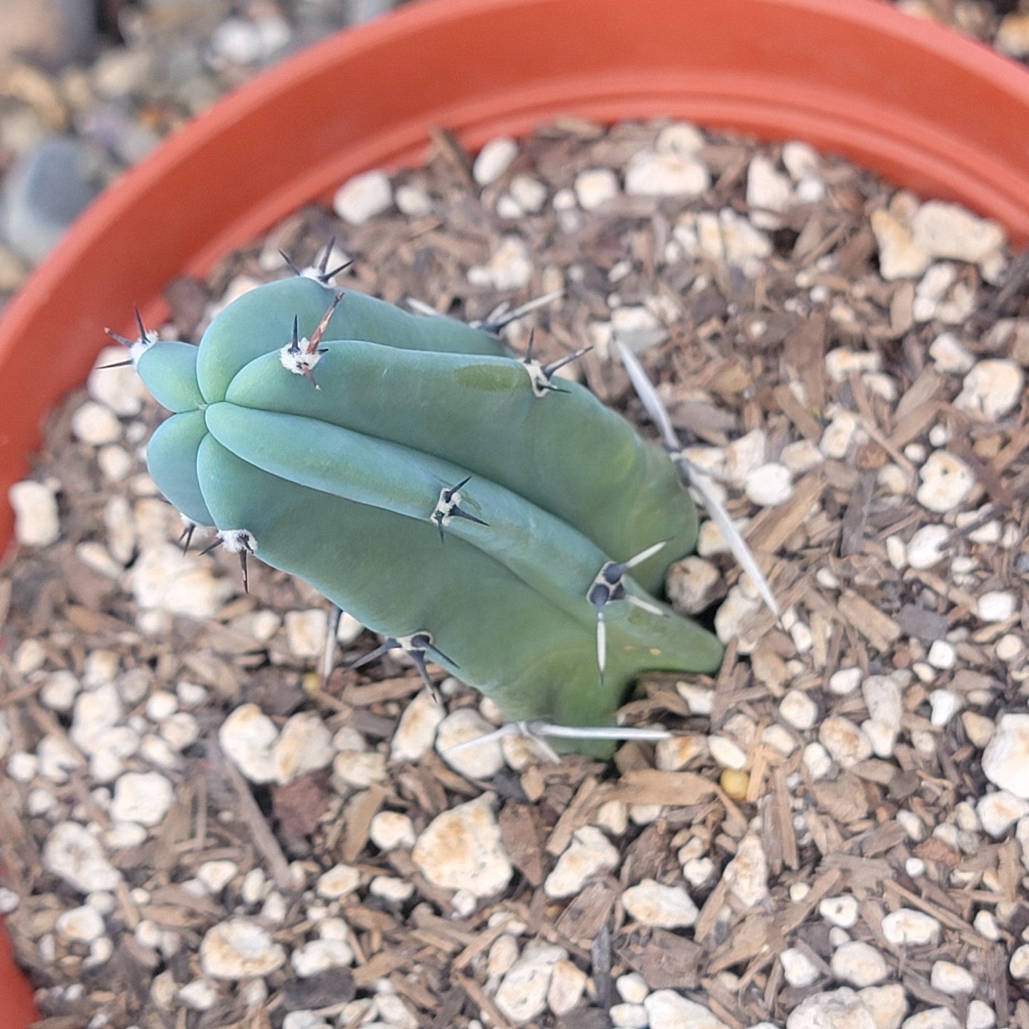 DesertScapeSucculent Cactus Myrtillocactus geometrizans 'Blue Candle'