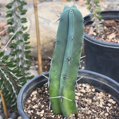 Myrtillocactus geometrizans 'Blue Candle'