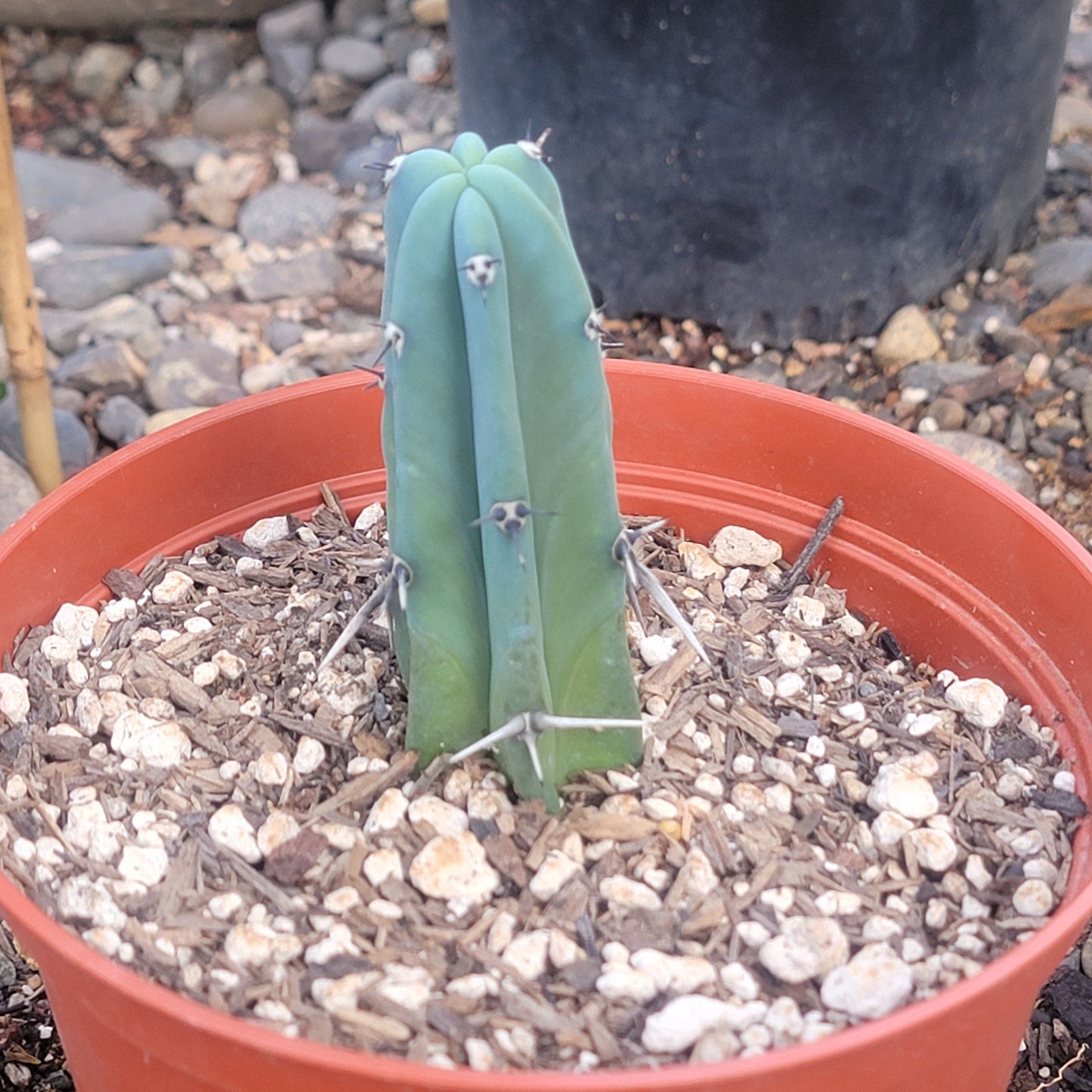 Myrtillocactus geometrizans 'Blue Candle'