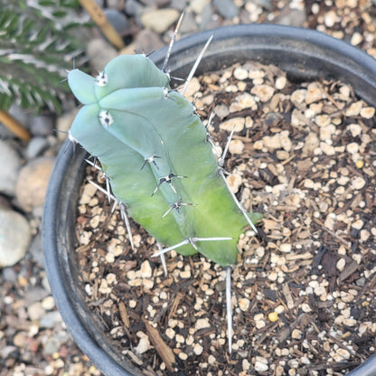 Myrtillocactus geometrizans 'Blue Candle'