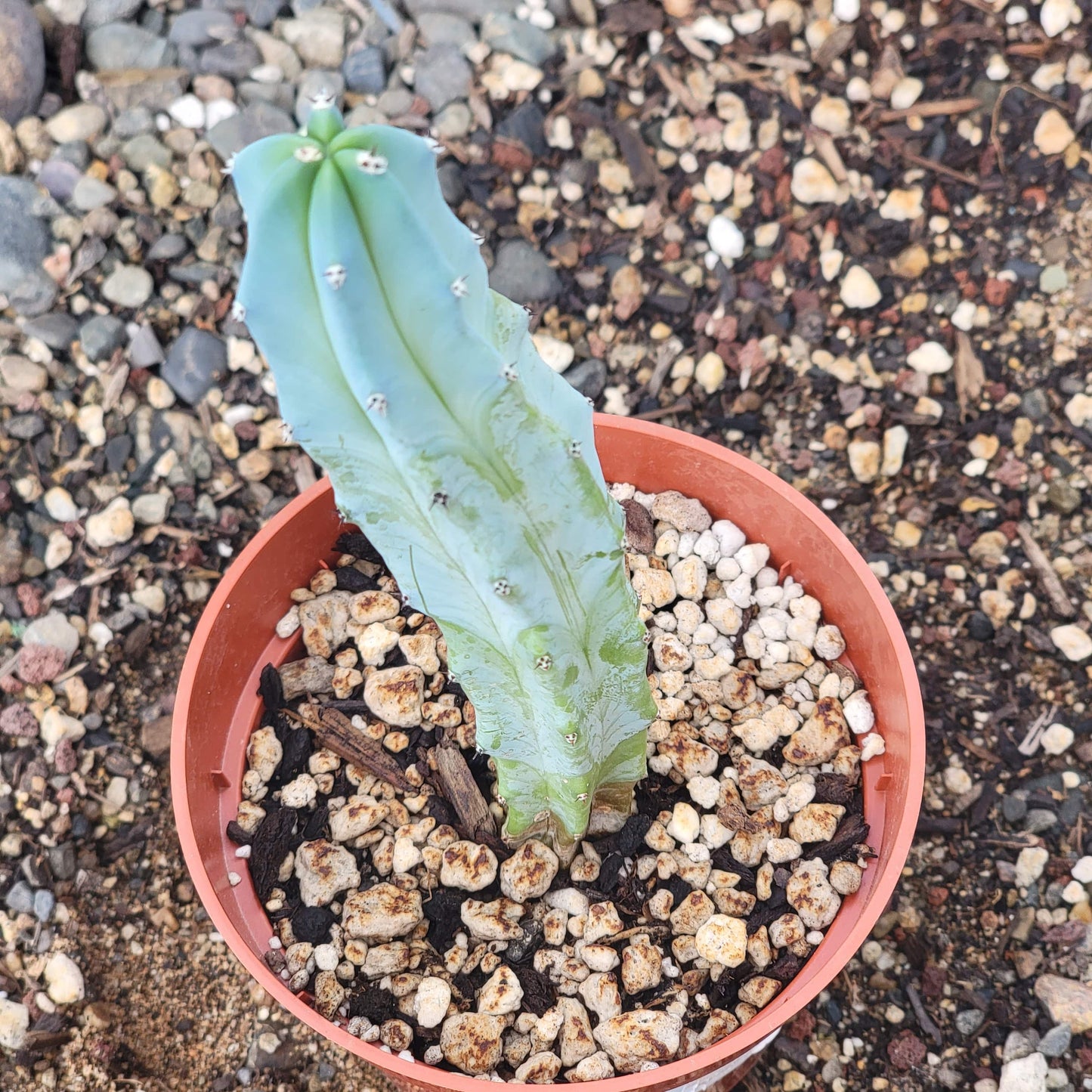 DesertScapeSucculent Cactus Myrtillocactus geometrizans 'Blue Candle'