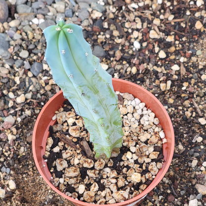 Myrtillocactus geometrizans 'Blue Candle'