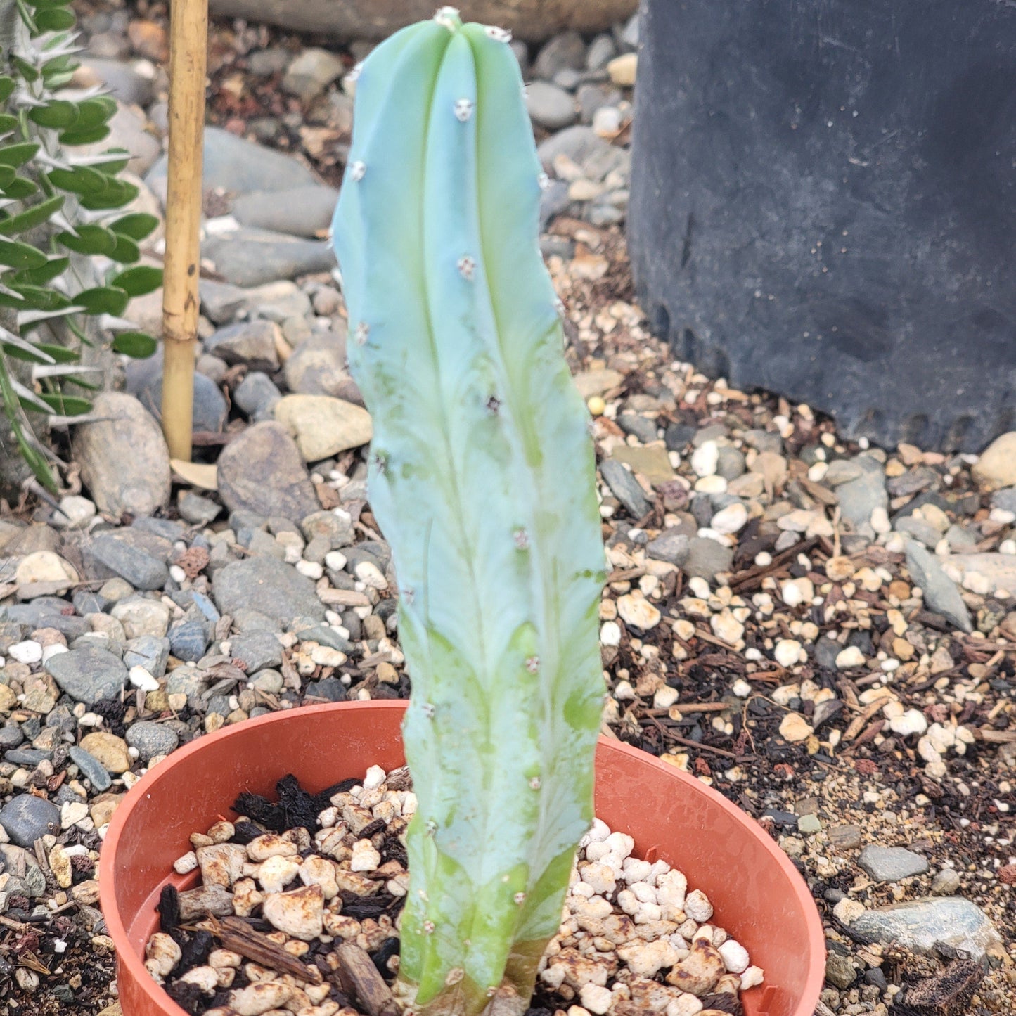 Myrtillocactus geometrizans 'Blue Candle'