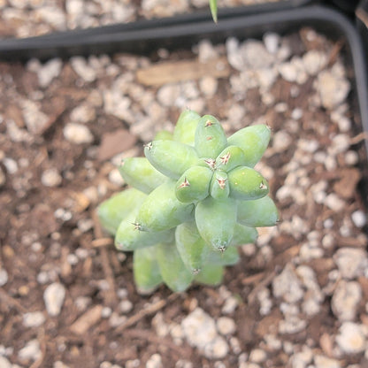 Myrtillocactus geometrizans  'Boobie Cactus'