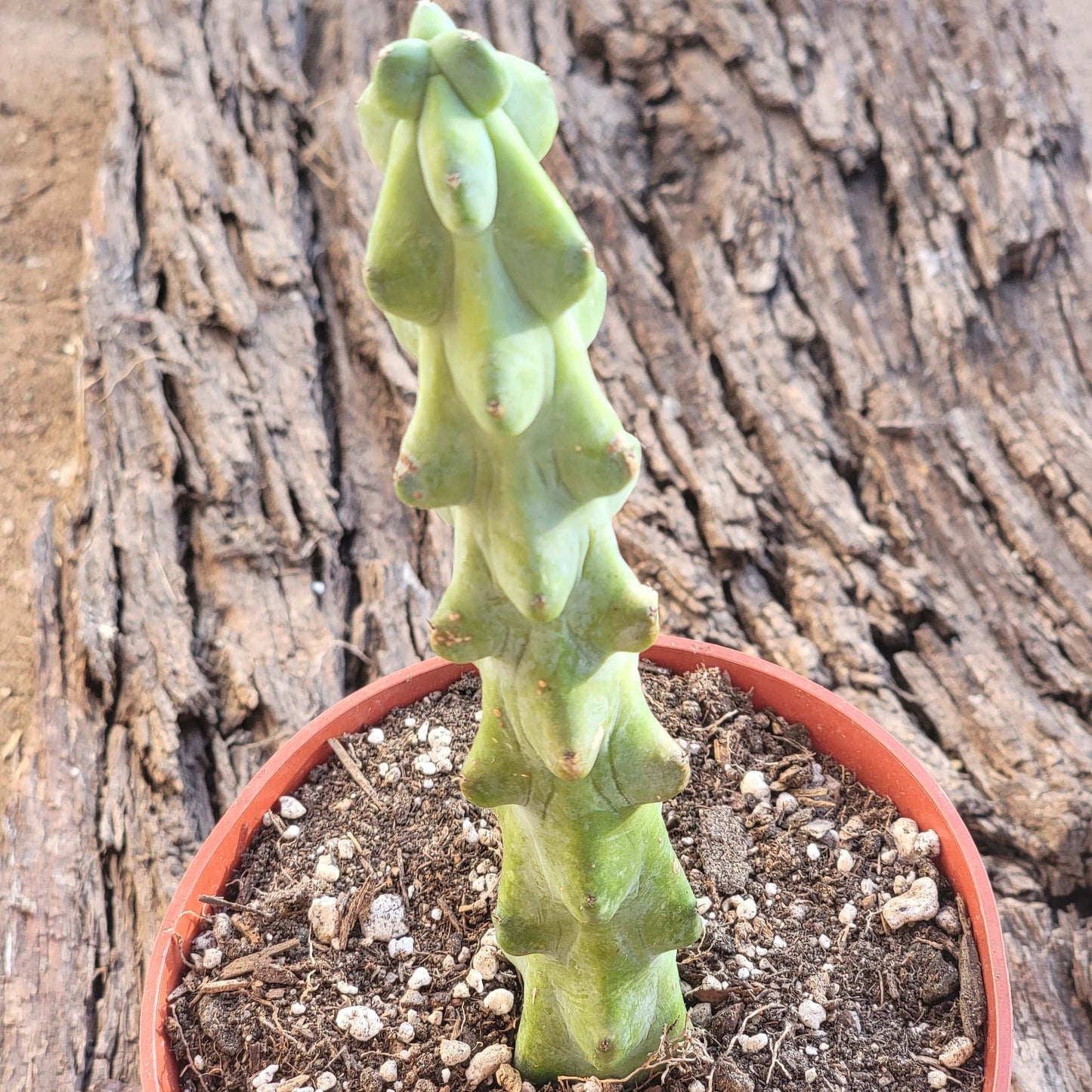 DesertScapeSucculent Cactus Myrtillocactus geometrizans  'Boobie Cactus'