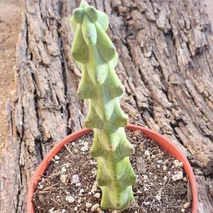 Myrtillocactus geometrizans  'Boobie Cactus'