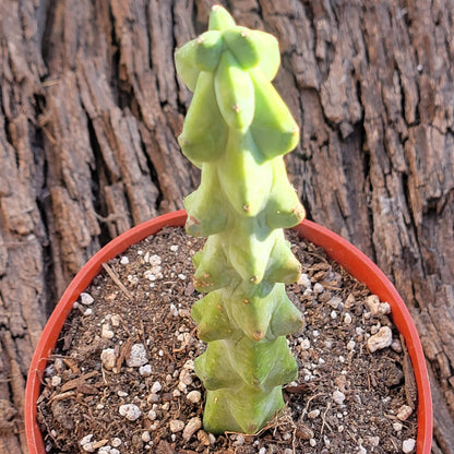 DesertScapeSucculent Cactus 8"-10" Tall Myrtillocactus geometrizans  'Boobie Cactus'