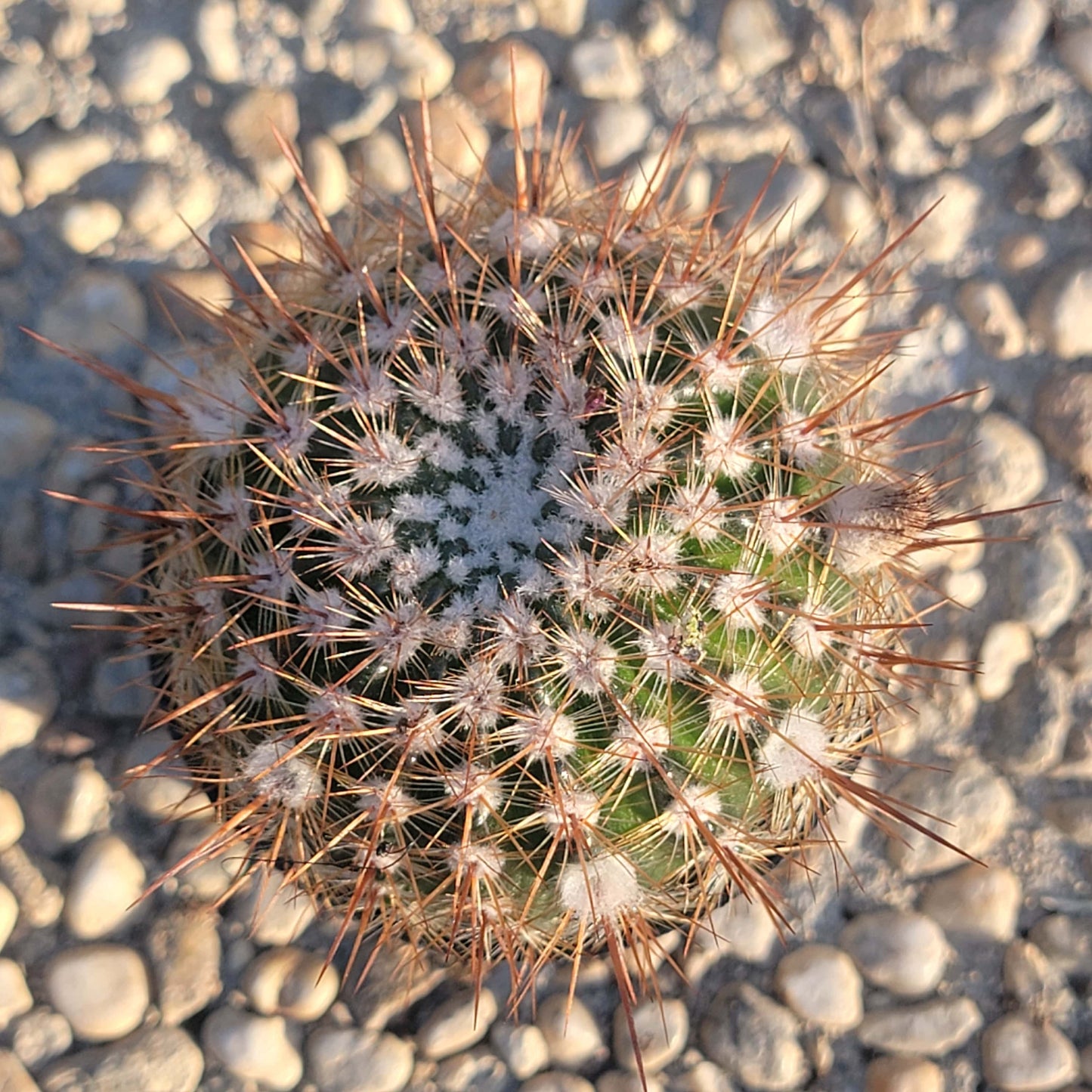 Notocactus schlosseri