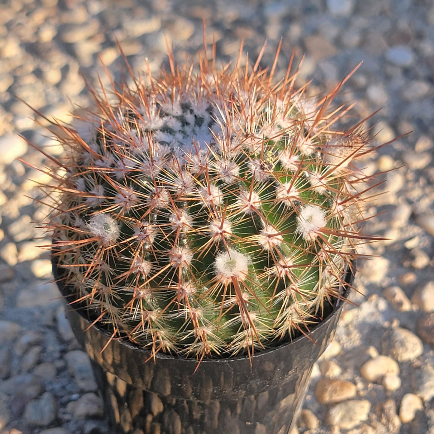 DesertScapeSucculent Succulent 4" Assorted Notocactus schlosseri