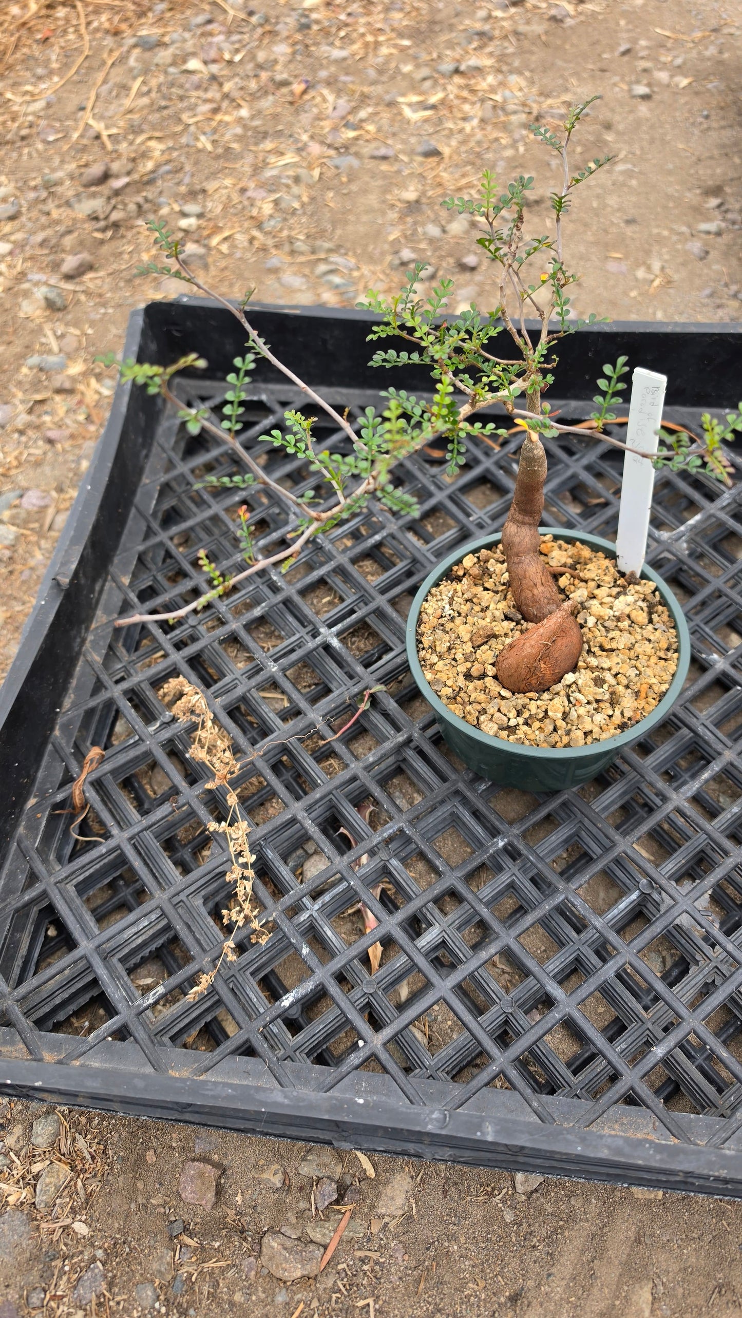 DesertScapeSucculent Succulent 6 Inch Assorted Operculicarya decaryi 'Elephant Tree'
