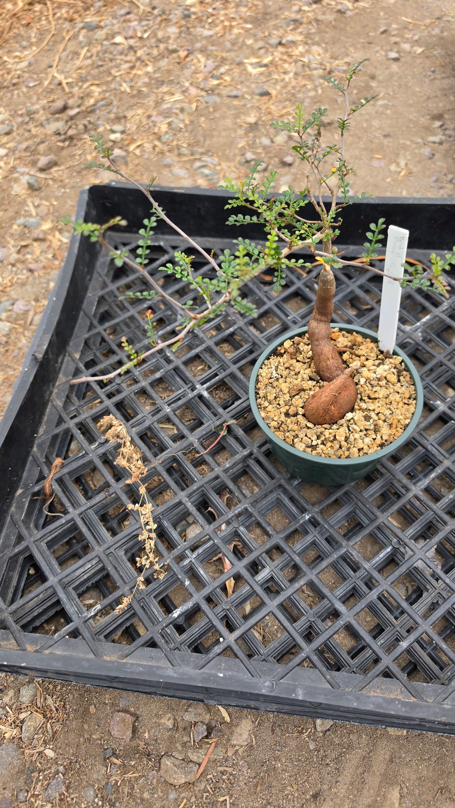 DesertScapeSucculent Succulent 6 Inch Assorted Operculicarya decaryi 'Elephant Tree'