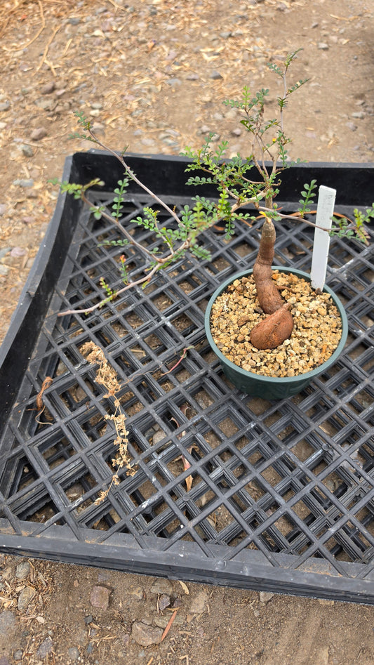 DesertScapeSucculent Succulent 6 Inch Assorted Operculicarya decaryi 'Elephant Tree'