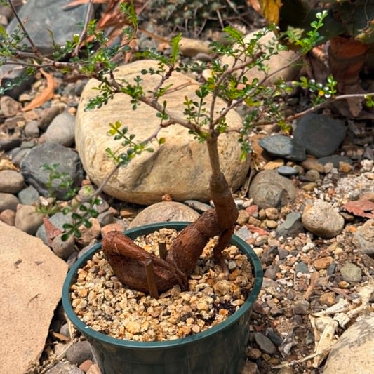 DesertScapeSucculent Succulent 6 Inch Operculicarya decaryi 'Elephant Tree' uplifted